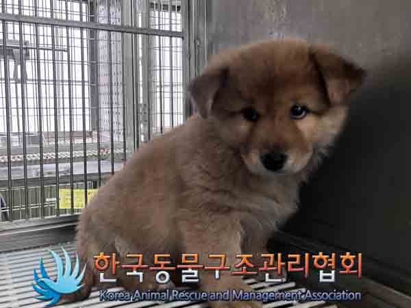 한국동물구조관리협회_441559202401083